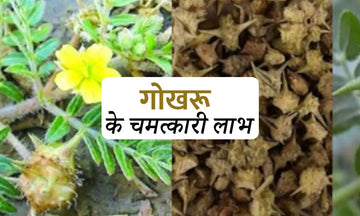 गोखरू के चमत्कारी लाभ : Gokshura benefits in hindi