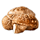 Mushroom Powder